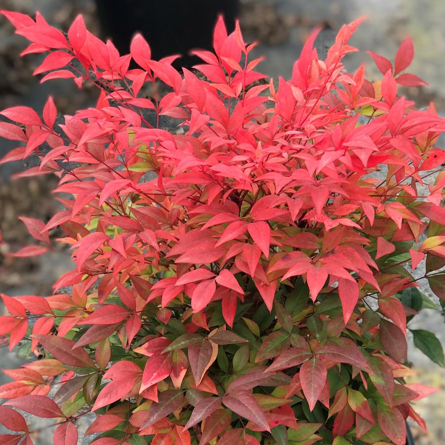 Nandina Shrubs - Year-Round Color & Low-Maintenance Beauty