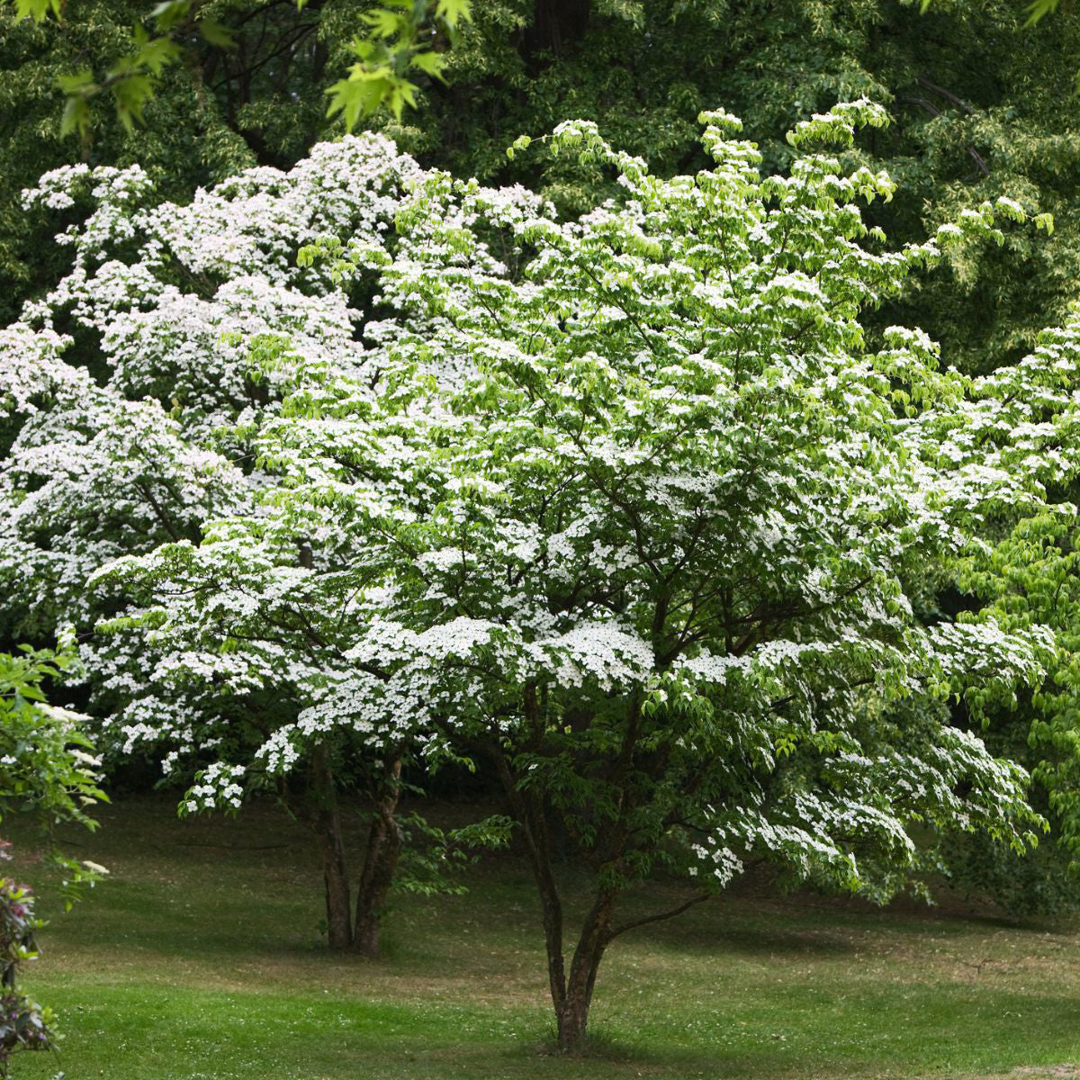 cornus plants Dogwood Kousa (1.5