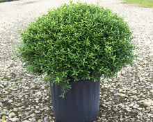 Load image into Gallery viewer, ilex crenata ‘soft touch’ SOFT TOUCH HOLLY