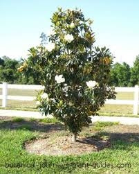 MAGNOLIA LITTLE GEM SOUTHERN (15 Gallon) magnolia grandiflora ‘Little