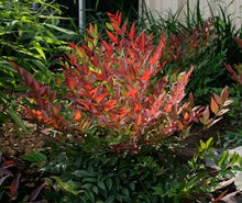 Load image into Gallery viewer, nandina domestica 'seika' OBSESSION NANDINA