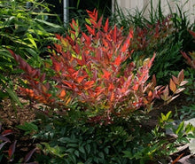 Load image into Gallery viewer, nandina domestica &#39;seika&#39; OBSESSION NANDINA