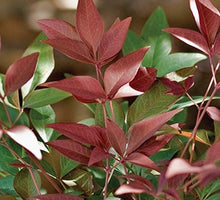 Load image into Gallery viewer, nandina domestica 'seika' OBSESSION NANDINA