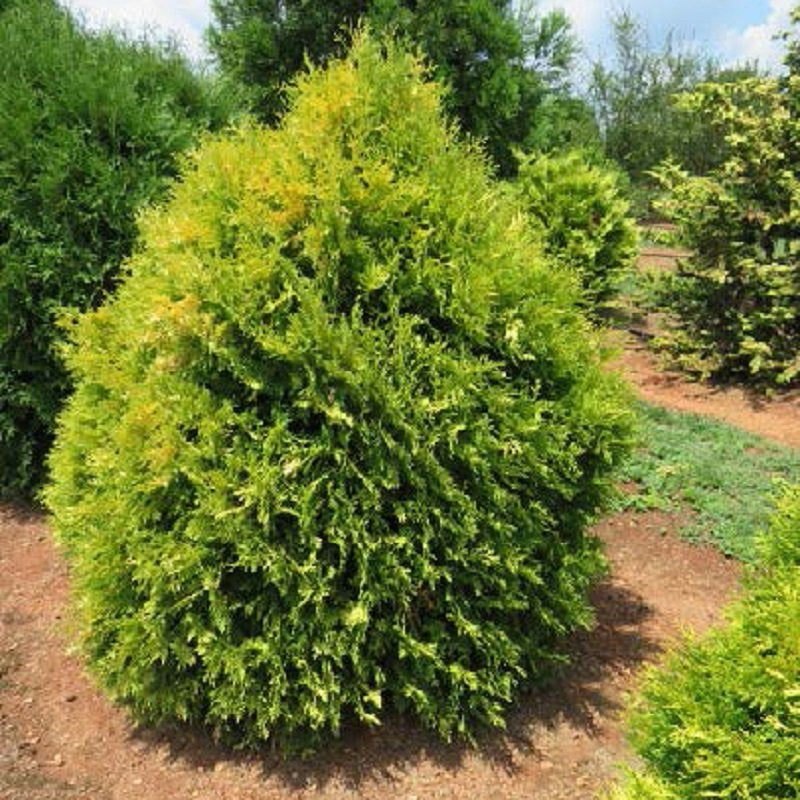 Arborvitae Lemon Burst (3 Gallon) - Golden Evergreen | Needham's