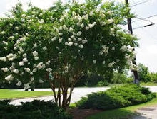 Load image into Gallery viewer, lagerstroemia indica x fauriei &#39;natchez’ NATCHEZ CRAPE MYRTLE