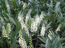Load image into Gallery viewer, prunus laurocerasus 'otto luyken' OTTO LUYKEN LAUREL