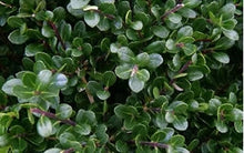 Load image into Gallery viewer, ilex crenata ‘compacta’ COMPACT HOLLY
