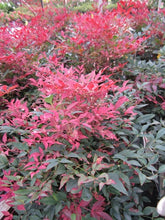 Load image into Gallery viewer, nandina domestica 'seika' OBSESSION NANDINA