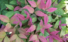 Load image into Gallery viewer, nandina domestica  'aka' BLUSH PINK NANDINA