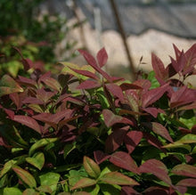 Load image into Gallery viewer, nandina domestica  'aka' BLUSH PINK NANDINA