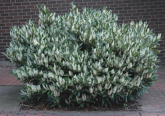 english laurel plants Otto Luyken Laurel 3 Gallon - Compact Evergreen Shrub