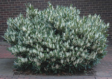 Load image into Gallery viewer, prunus laurocerasus 'otto luyken' OTTO LUYKEN LAUREL