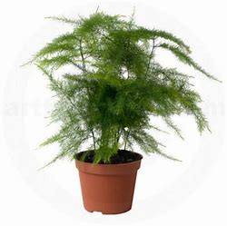 Asparagus Fern Plumosus (4" Pot) - Feathery Foliage Filler Plant   Needham'sNursery