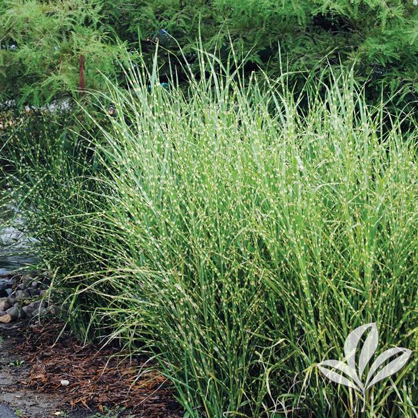 Porcupine Grass (3 Gallon) - Horizontal Banded Ornamental Grass