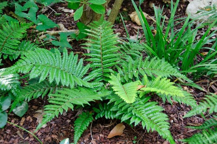 FERN TASSEL FERN (1 gallon) 'polystichum polyblepharum'