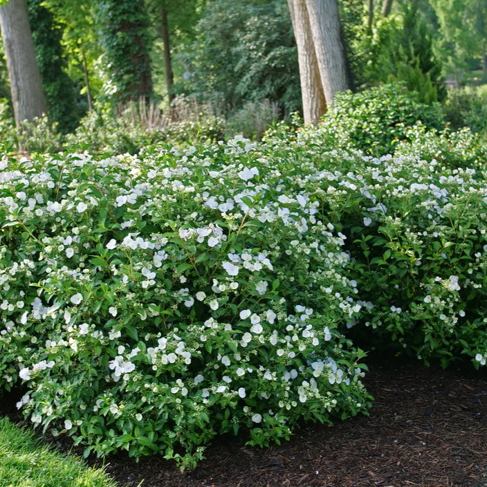 Hydrangea4936　0807指定18日 Fairytale Bride Hydrangea - Cascading White Hydrangea | Needham's
