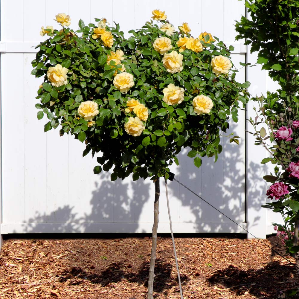 Julia Child Floribunda Rose Tree