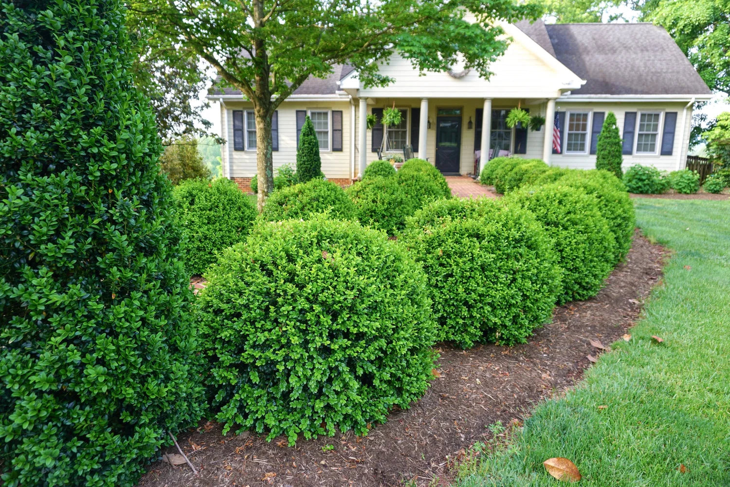 boxwood house plant BOXWOOD INDEPENDENCE (3 Gallon) buxus independence ‘SB 108’ PP28888