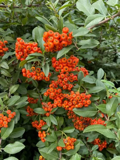 Pyracantha Gnome Firethorn (5 Gallon) - Compact Orange Berry Shrub