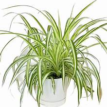 spider plant easy care Spider Plant (4" Pot)
