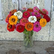 Zinnia Cut and Come Again (6-06 Pack)