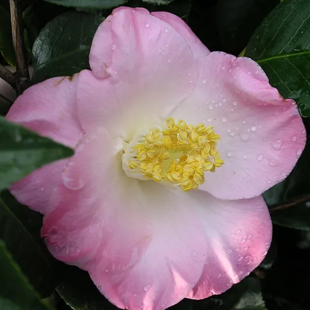 camellia japonica winter Camellia Christmas Beauty