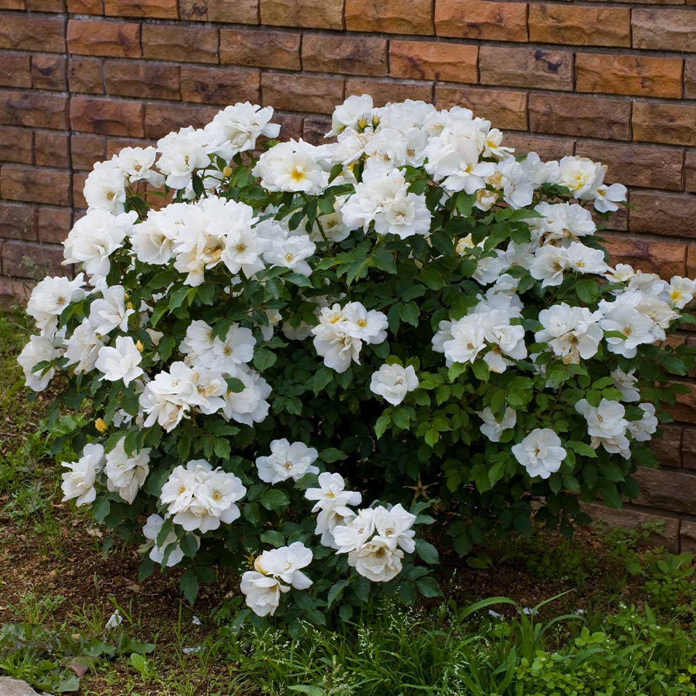 knockout rose tree seeds White Knockout Rose (3 Gallon)
