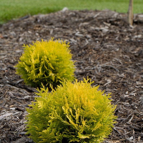 Arborvitae Anna's Magic Ball