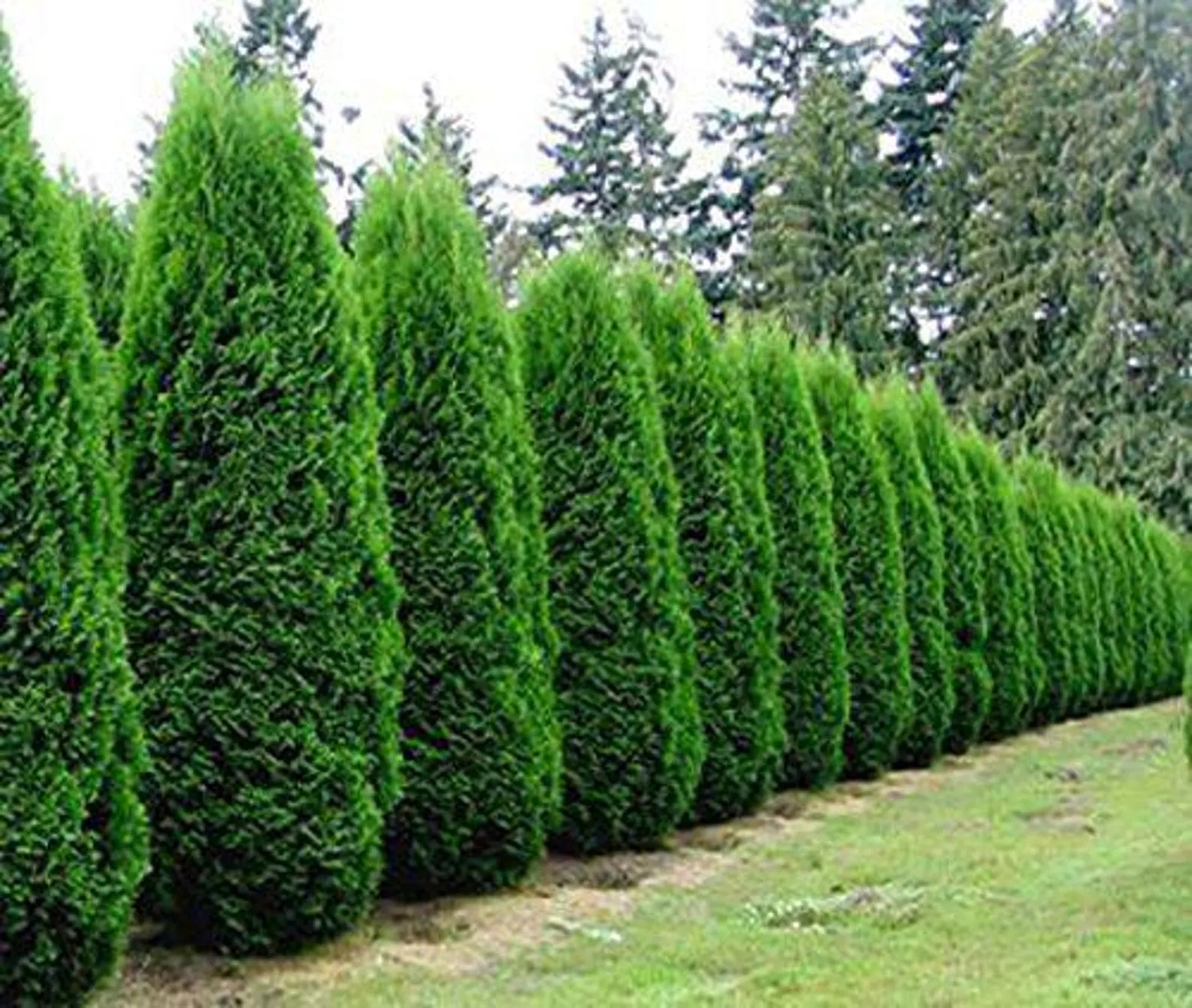Arborvitae Emerald Green (6-7') - Compact Formal Hedge Evergreen