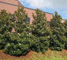 Load image into Gallery viewer, MAGNOLIA BRACKEN'S BROWN BEAUTY (15 gallon) magnolia grandiflora 'Bracken's Brown Beauty'