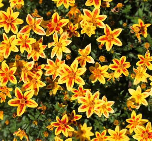 Bidens Blazing Star (4.5" Pot) (SHIPPED)