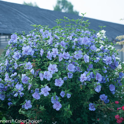 lavender chiffon tree Althea Blue Chiffon Tree Form (7 Gallon)