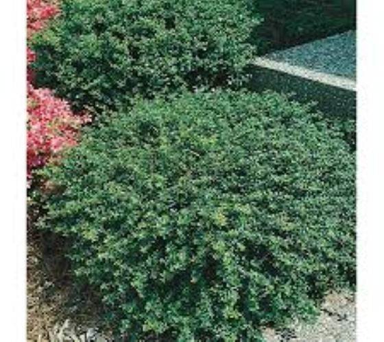 Holly Soft Touch (3 Gallon) - Compact Rounded Evergreen Shrub