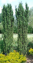 Load image into Gallery viewer, ilex crenata ‘sky pencil’  SKY PENCIL HOLLY