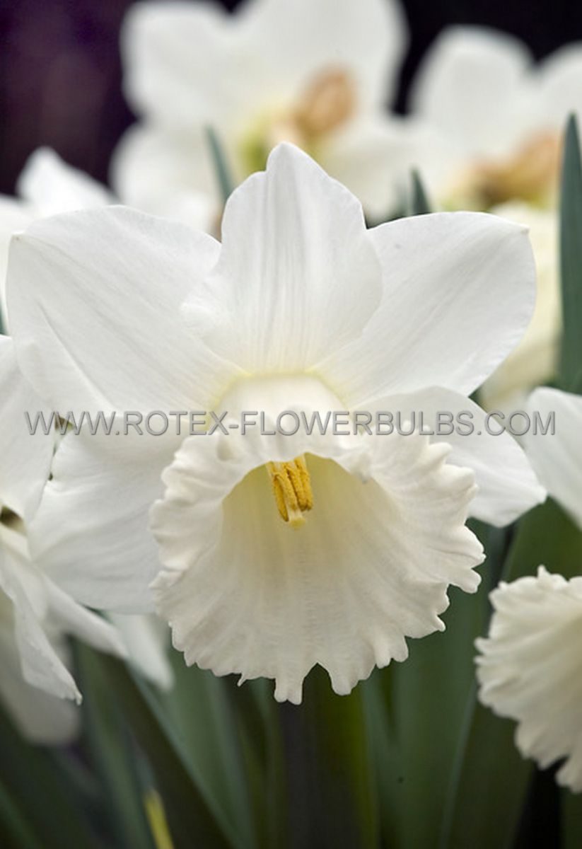 Bulb Daffodil Narcissus Mount Hood