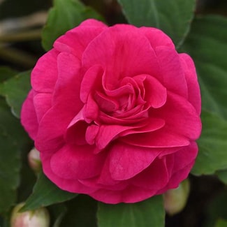 Impatiens Double Glimmer Hot Pink (4.5" Pot)