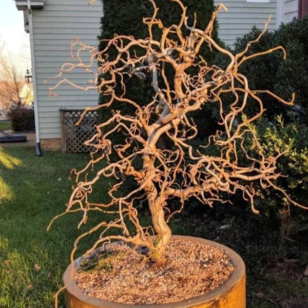 Contorted Filbert (6 Gallon) - Unique Twisted Hazelnut Shrub