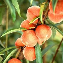 PEACH FLAME PRINCE (3 Gallon)