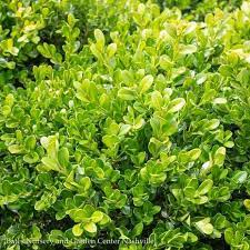 Buxus microphylla var. japonica 'Green Beauty' GREEN BEAUTY BOXWOOD