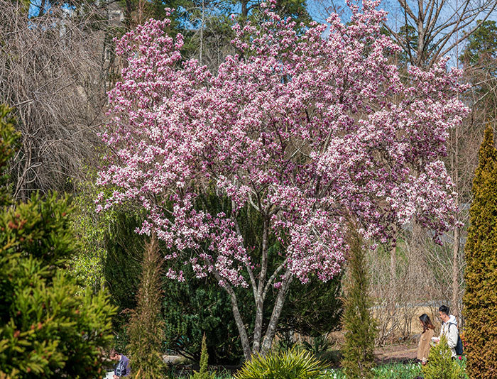 saucer magnolia plant Saucer Magnolia (3 Gallon) - Pink & White Spring Blooms