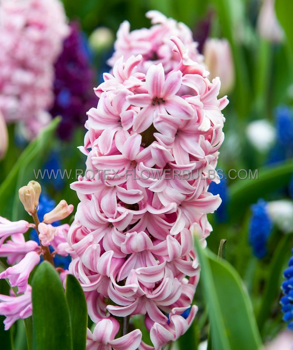 Bulb Hyacinthus Fondant