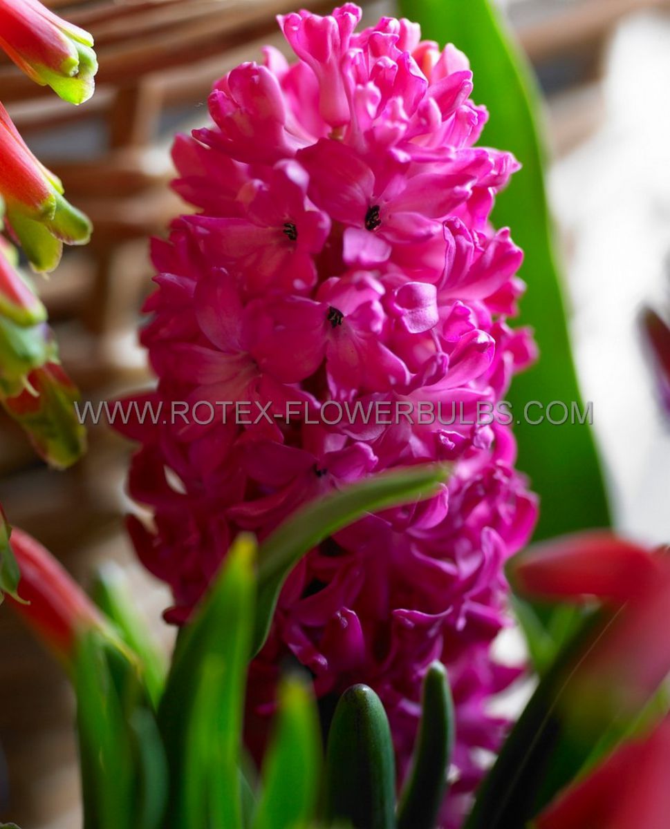 Bulb Hyacinthus Jan Bos