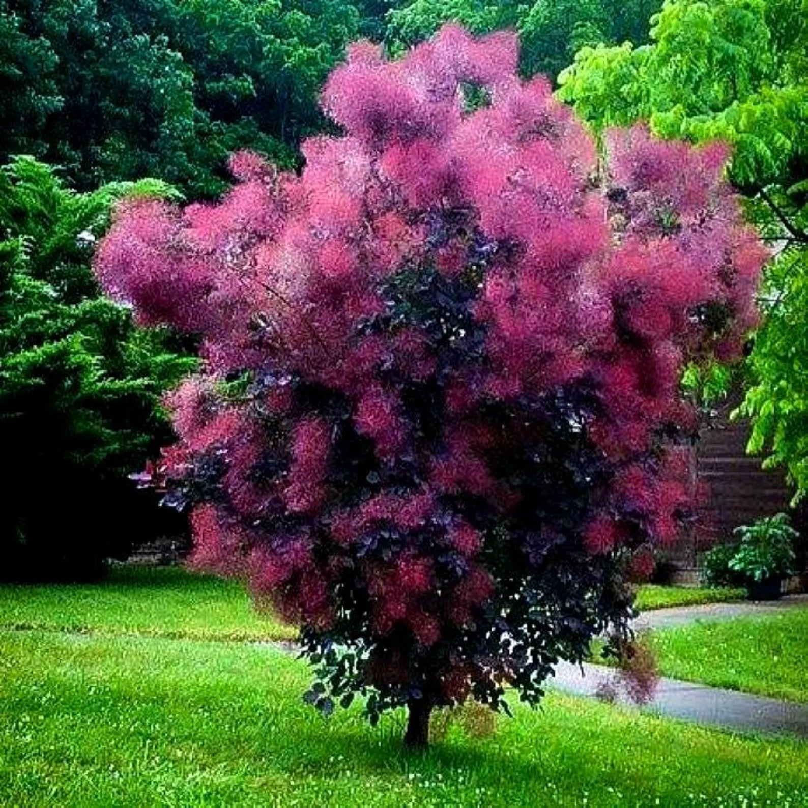 royal purple smoke tree bonsai Royal Purple Smoke Tree (5 Gallon) - Dramatic Purple Foliage