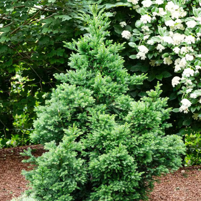 CRYPTOMERIA BLACK DRAGON (2 gallon) cryptomeria japonica 'Black Dragon –  Needham'sNursery