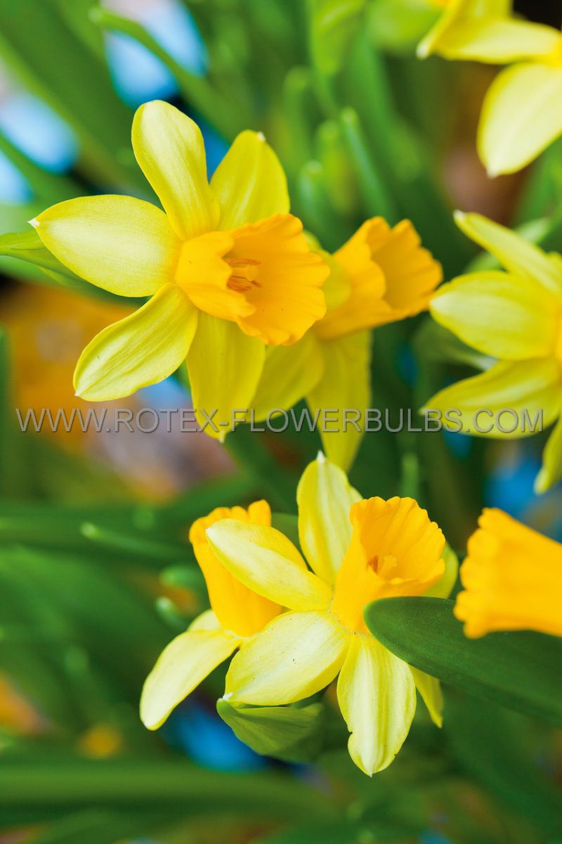 Bulb Narcissus Tete A Tete