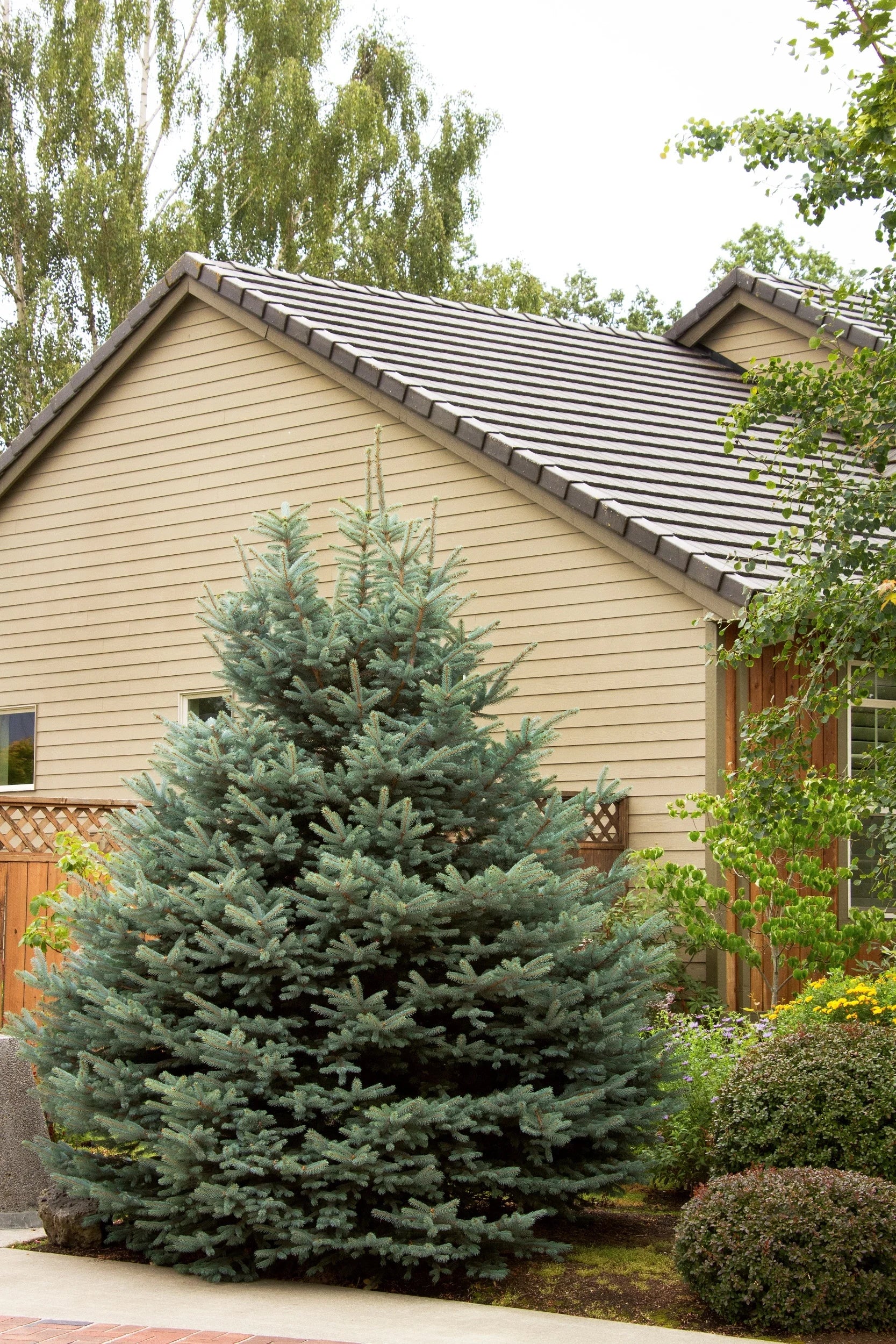 planting blue spruce near house Fat Albert Colorado Blue Spruce - Dwarf Evergreen Tree
