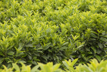 Load image into Gallery viewer, LAUREL SCHIPKA (6 gallon) prunus laurocerasus 'Schipkaensis Nana"