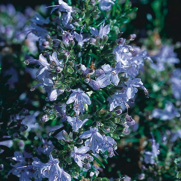 Rosemary Upright Taurentius (4