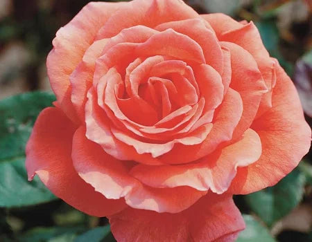 Hybrid Tea Rose Tropicana (3 Gallon) - Coral-Orange Fragrant Rose