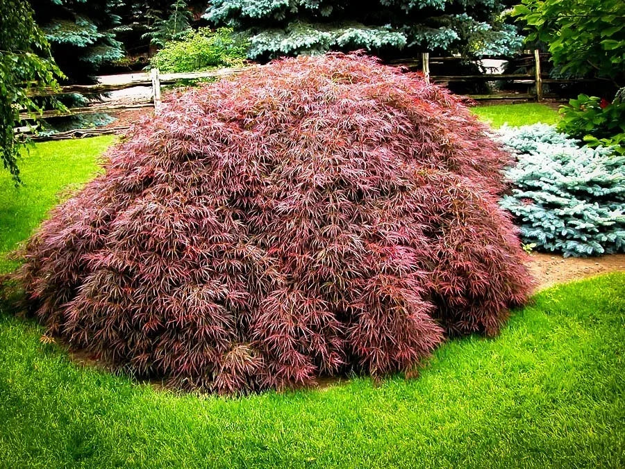 Japanese Maple Tamukeyama (7 Gallon) - Weeping Red-Purple Lace